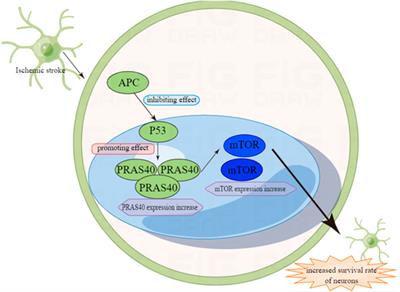 P53 protein and the diseases in central nervous system